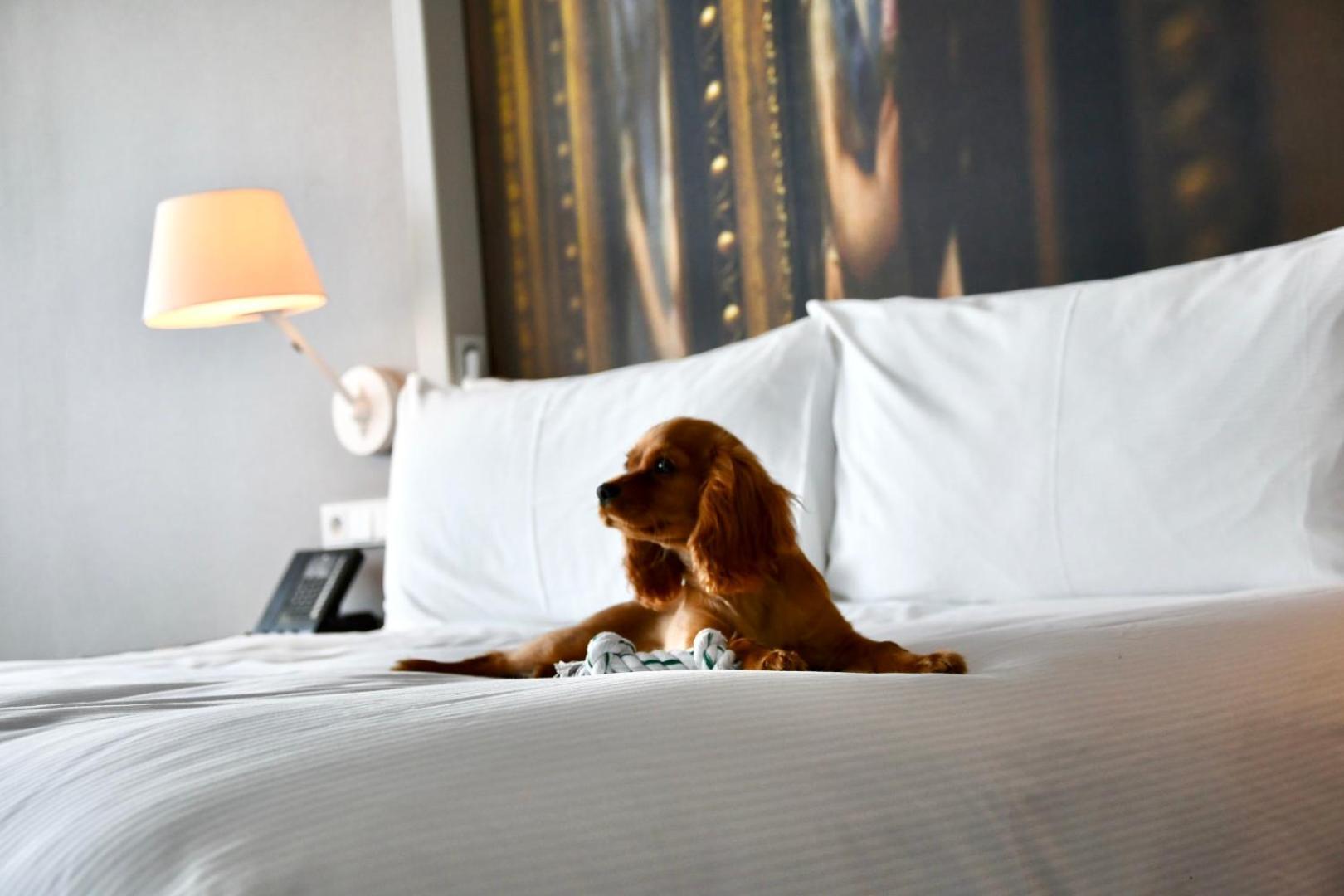 Doubletree By Hilton Wroclaw Hotel Exterior photo A dog on a bed